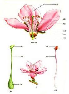 花香[花的香氣]