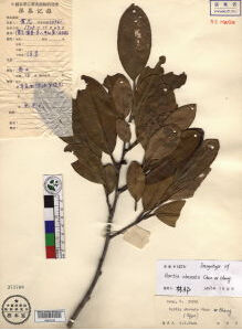 鈍葉折柄茶 鈍葉折柄茶