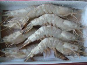 博興對蝦 博興對蝦