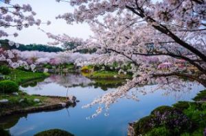 櫻花園社區 櫻花園社區
