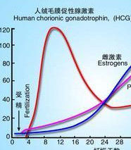 絨毛膜促性腺激素
