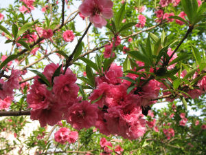 喜春來·春宴 喜春來·春宴