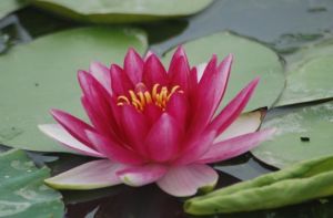 蜀水荷鄉千手觀音園 蜀水荷鄉千手觀音園