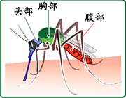 蚊子的身體結構