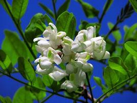 槐花幾時開 槐花幾時開