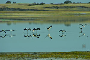 科爾沁珍禽自然保護區