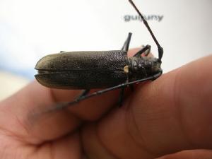 雲杉大墨天牛 雲杉大墨天牛