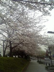 小倉城的櫻花