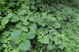 黃山蟹甲草 黃山蟹甲草