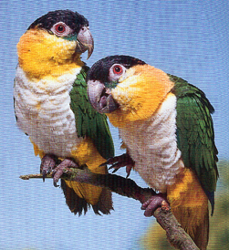 白腹凱克鸚鵡 白腹凱克鸚鵡