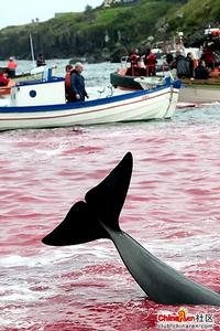 《國際捕鯨管制公約》