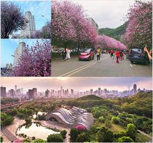 三月柳州，滿城紫荊