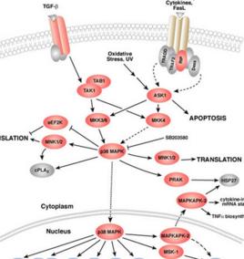 低頻轉導 低頻轉導