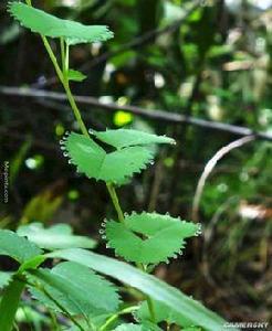 吐水現象 吐水現象
