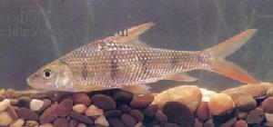 紅尾勾葉結魚 紅尾勾葉結魚