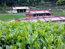 安溪.鐵觀音茶葉