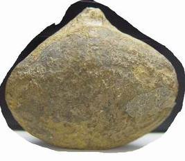 布哈丁貝 布哈丁貝