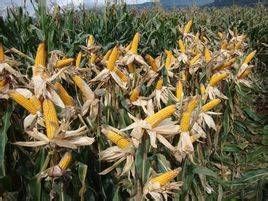 海禾18號 海禾18號