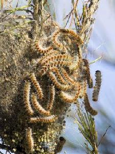 鳥巢八枝蟲 鳥巢八枝蟲