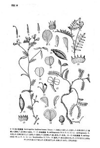 米林黃耆 米林黃耆