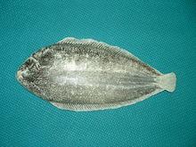 太平洋大比目魚