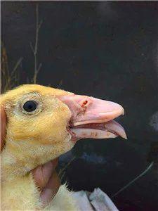 鴨大舌病 鴨大舌病