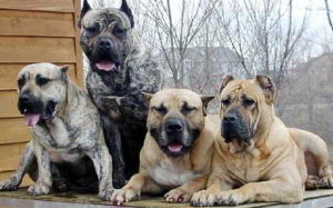 加納利犬 加納利犬