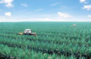 國營東方紅農場 國營東方紅農場