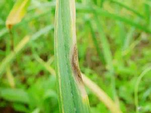 大蒜莖腐病 大蒜莖腐病