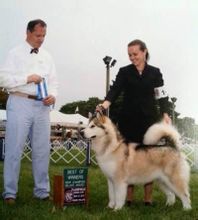 阿拉斯加雪橇犬