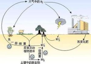 亞原生生態系統 亞原生生態系統