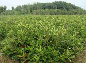 貴州冬青 貴州冬青