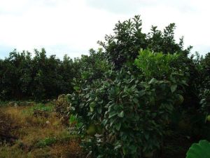 芒旦一社村 芒旦一社村