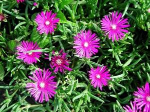 三色松葉菊 三色松葉菊