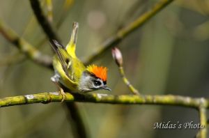 普通火冠戴菊高加索亞種 普通火冠戴菊高加索亞種