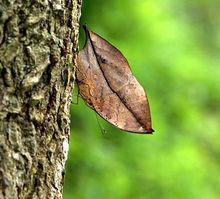 擬態中的枯葉蝶