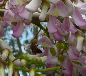 墨西哥丁香 墨西哥丁香