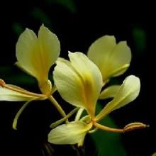 田林姜花 田林姜花