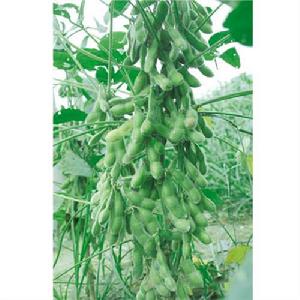 中黃37[國審豆2006003]