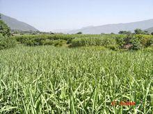 禾米村支柱產業——甘蔗