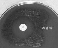 草綠色鏈球菌 草綠色鏈球菌