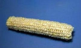 玉米穗軸 玉米穗軸