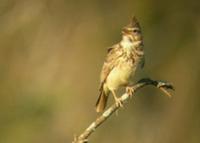 里根巴赫鳳頭百靈