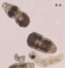原始指環蟲 原始指環蟲