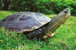 中華花龜 中華花龜