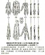 駢足亞目 駢足亞目