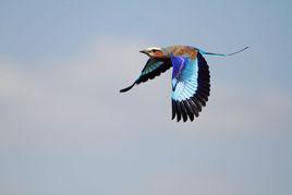 佛法僧[鳥類類別]