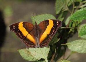 黃帶翠蛺蝶 黃帶翠蛺蝶