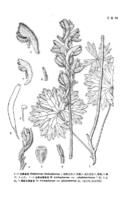 毛翠雀花 毛翠雀花