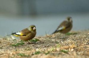 白帶金翅雀鯛 白帶金翅雀鯛